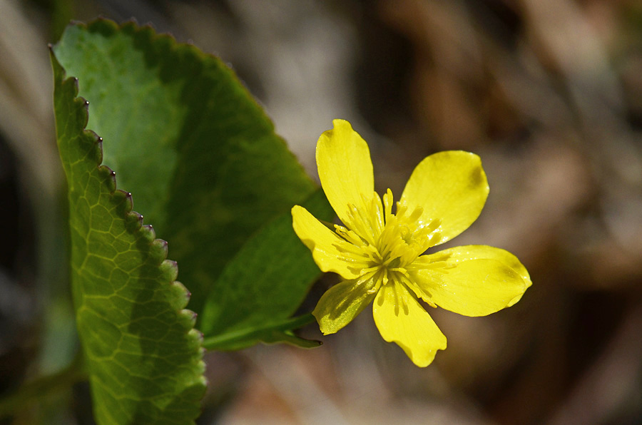 Ranunculus thora / Ranuncolo erba-tora